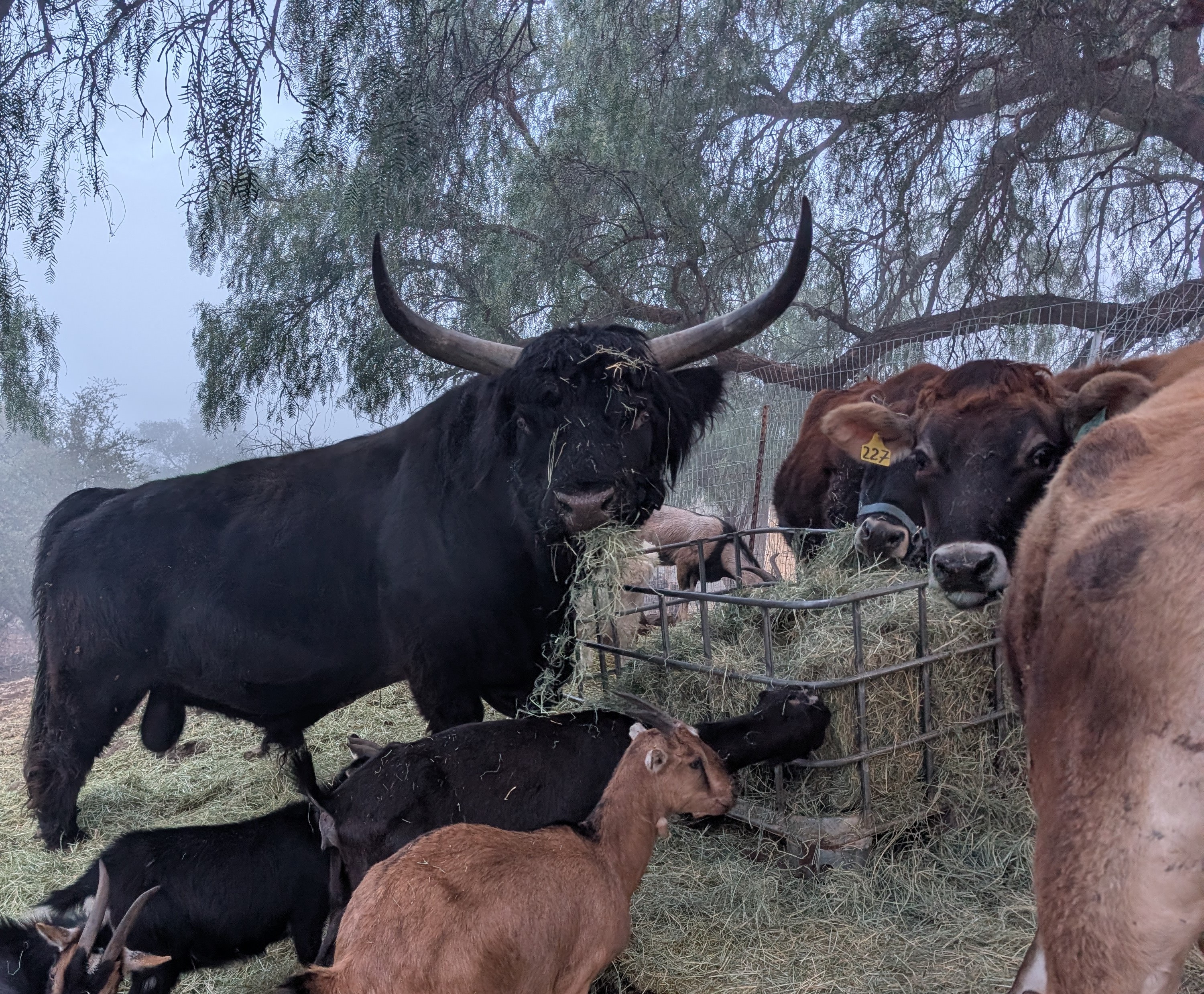 Sampson the Highland bull with russet coat and impressive horns standing in pasture at Gone Country Farms, Dulzura California