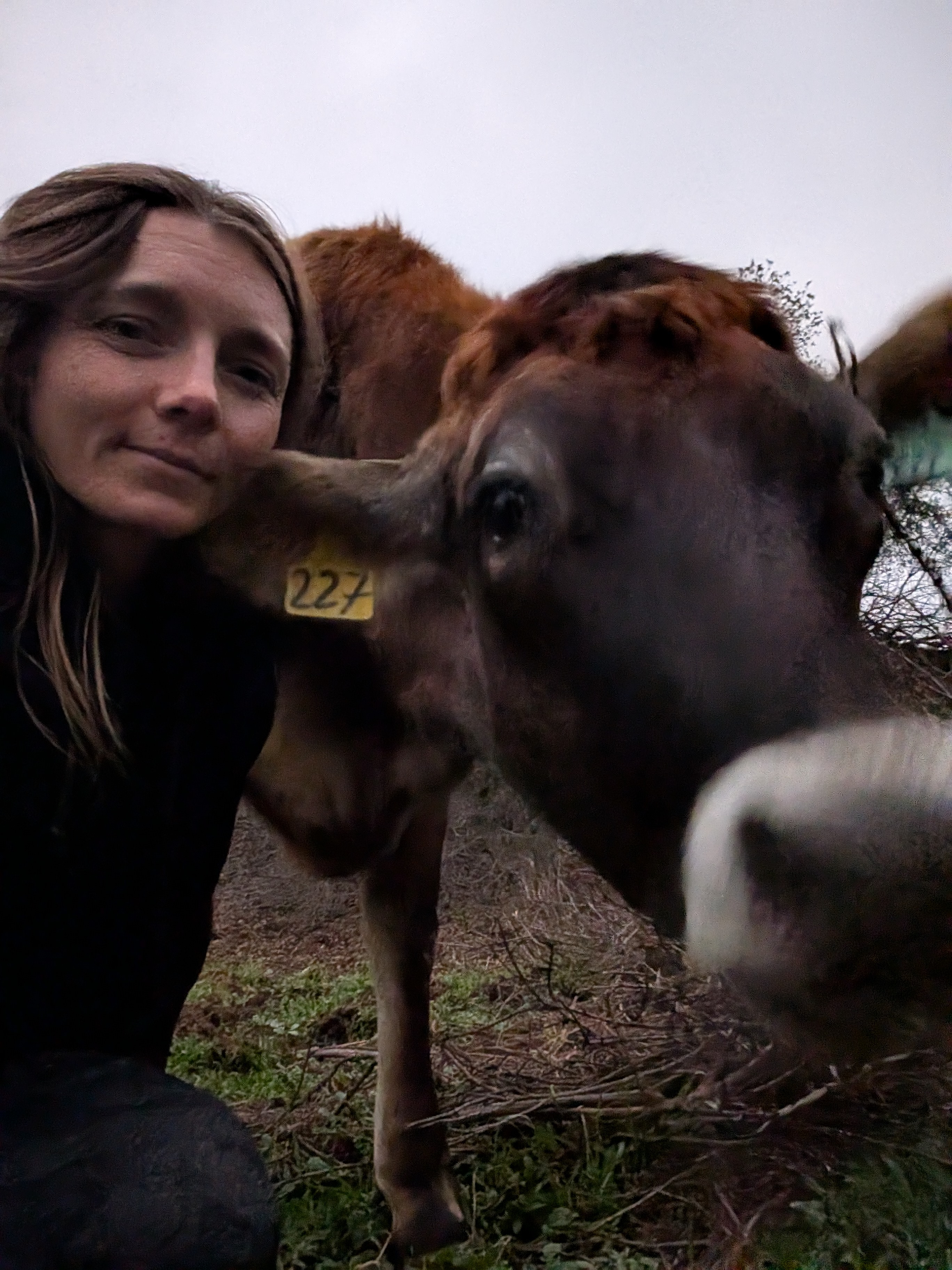 Gone Country Farms sustainable homestead in Dulzura California with pastures, livestock including highland cattle, goats, chickens, and bee colonies