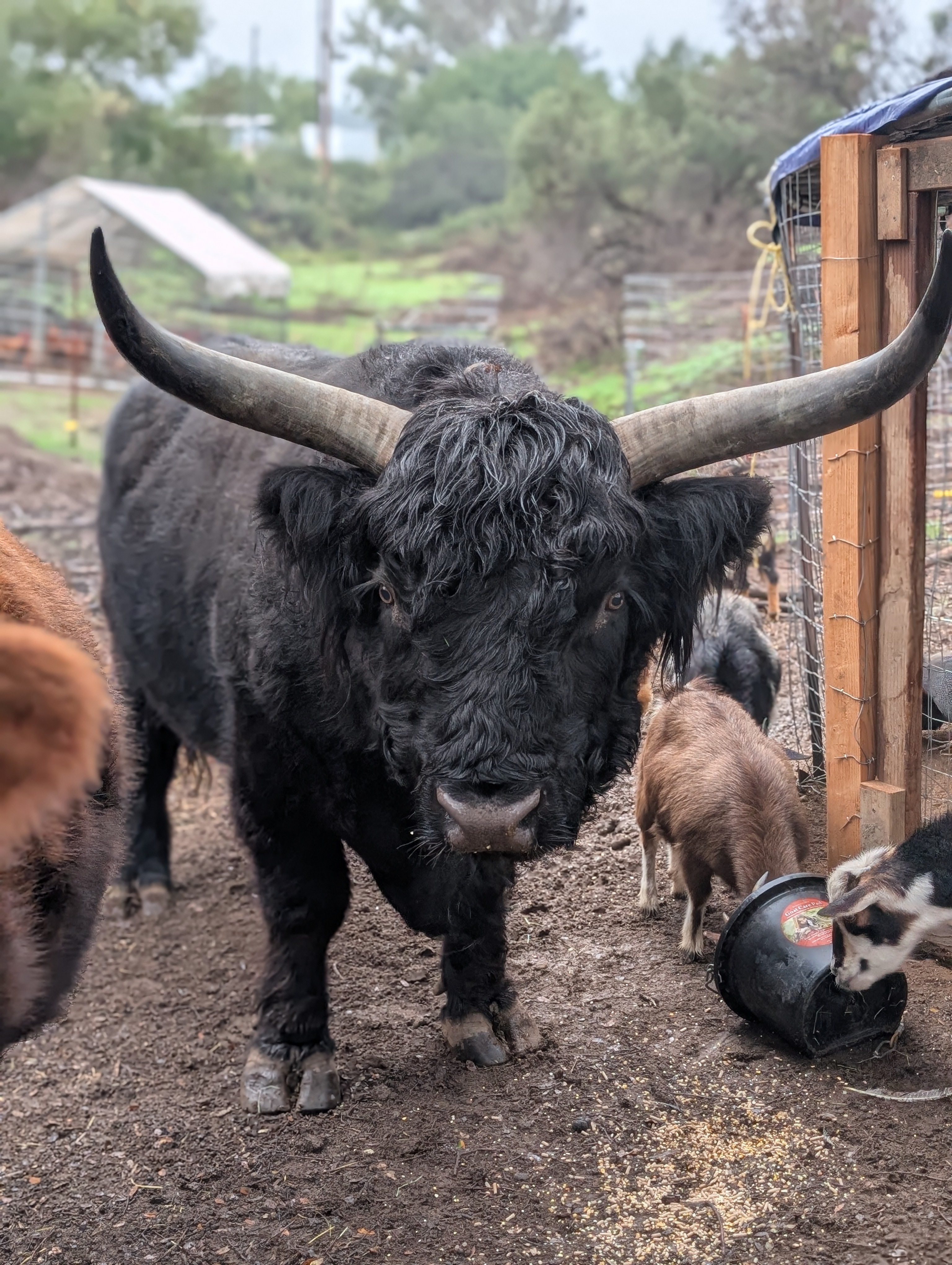 Sampson the breeding bull