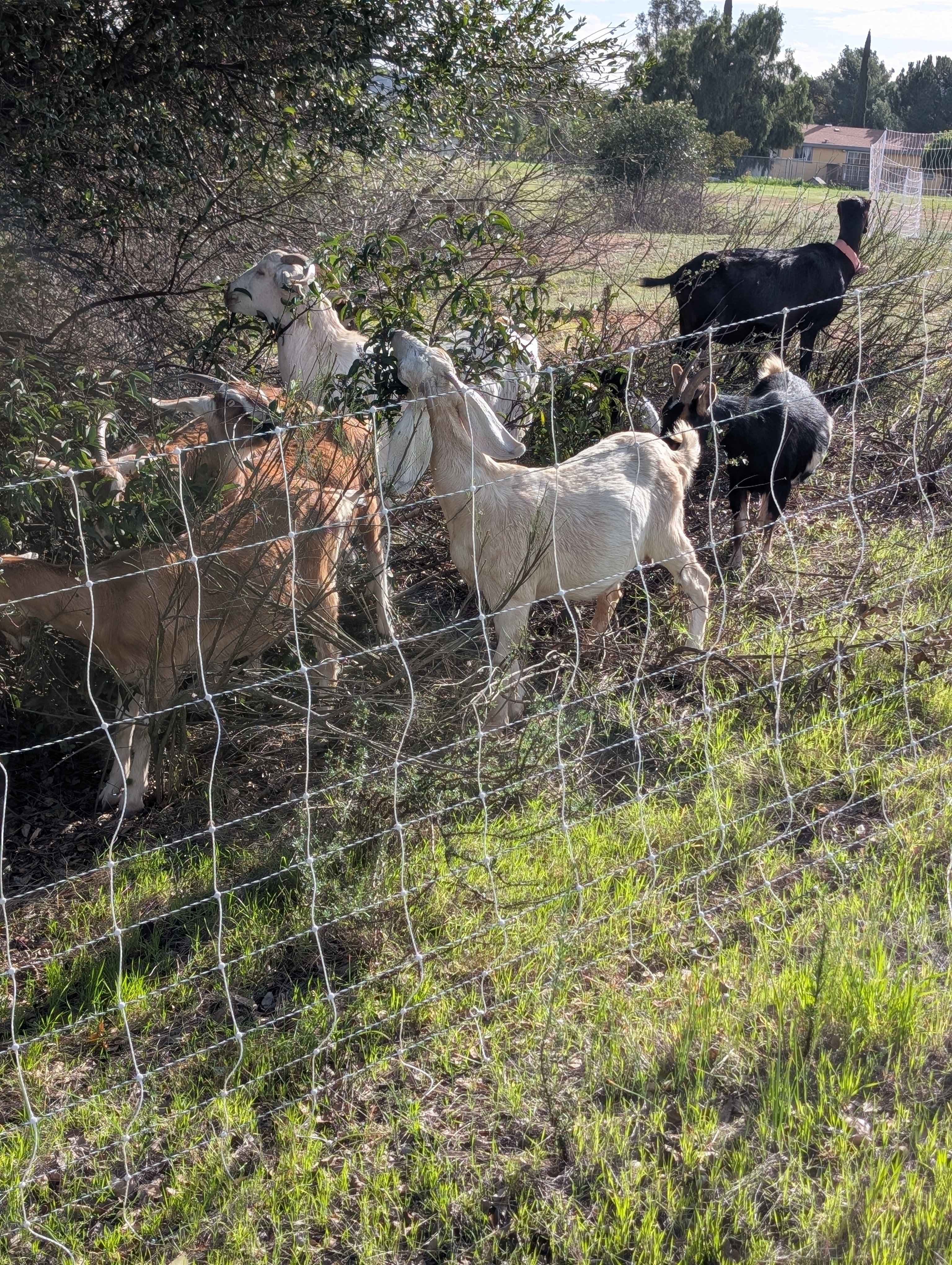 Goats grazing and clearing brush at Gone Country Farms