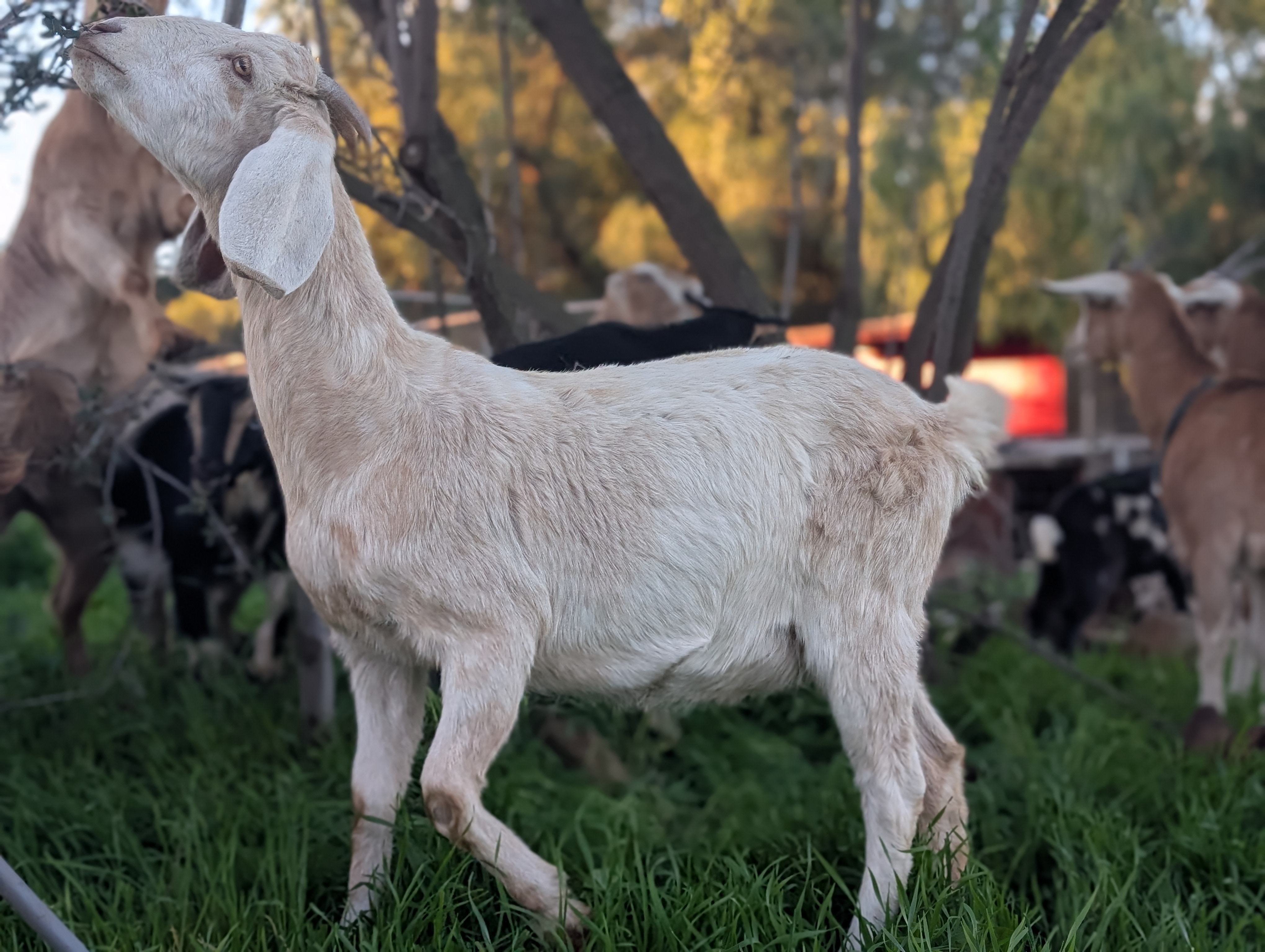 Goat grazing land clearing and brush removal services in East County San Diego